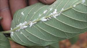 uploads/images/pest/guava mmealy bug.jpg